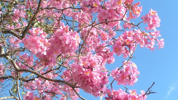 Jujuy: hoy se celebra el Día del Lapacho