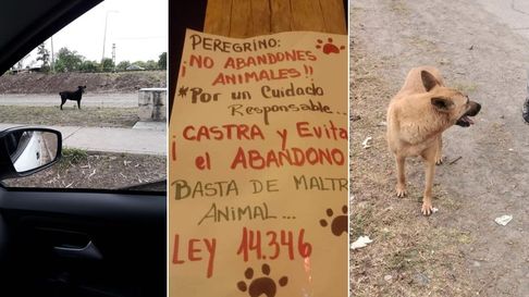 Todo Jujuy | peregrinacion - abandono de mascotas.jpg
