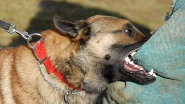 Aumentaron los casos de mordedura de perros en Salta.