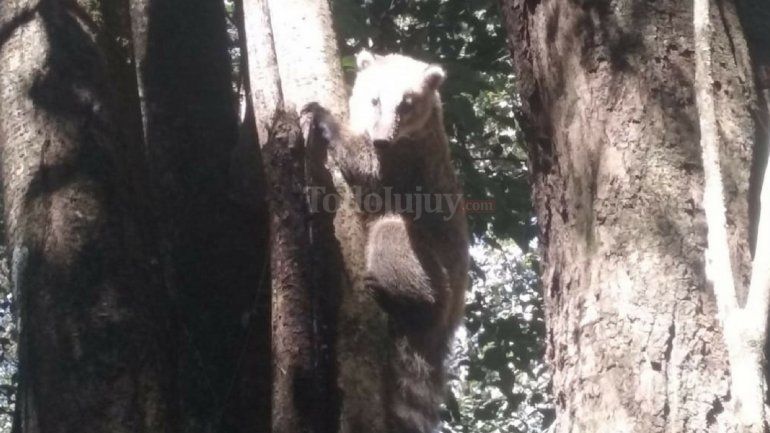 Encontraron coatíes en Los Perales