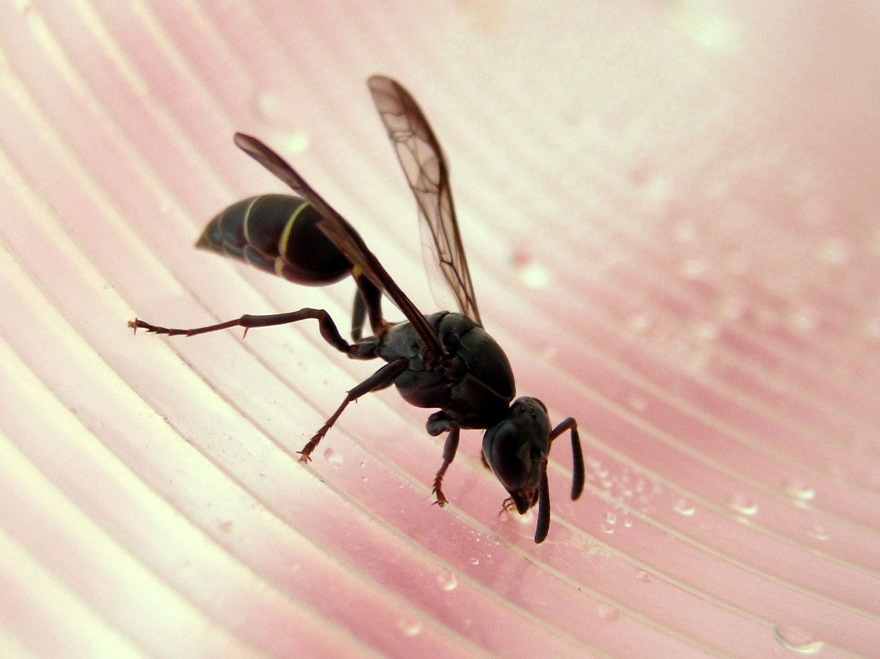 Avispas en la casa.