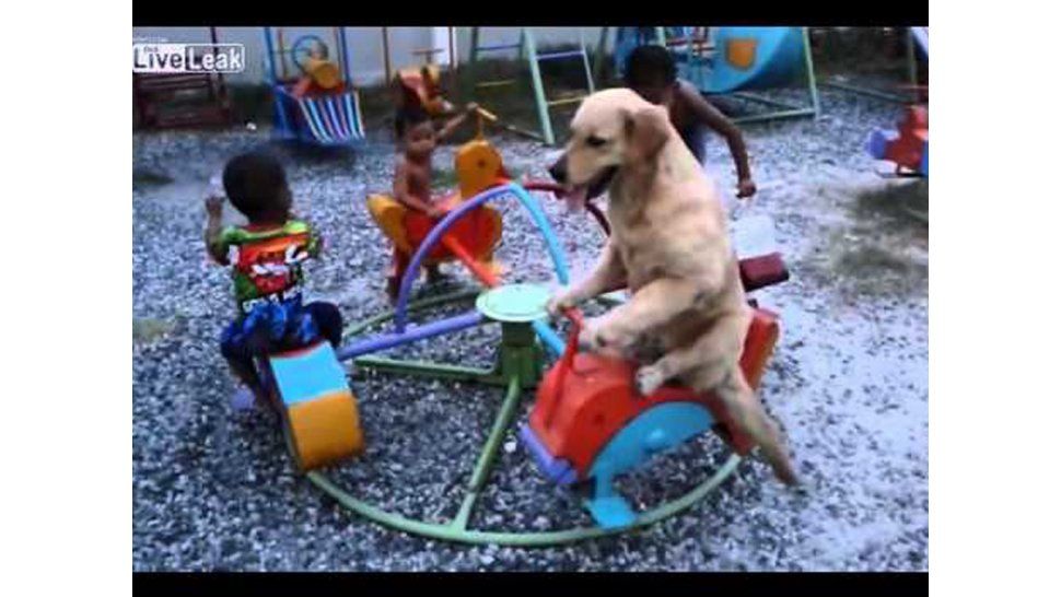 Vuelta al perro
