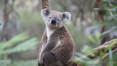 Los koalas están en peligro en Australia por una enfermedad de transmisión sexual.