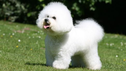 Todo Jujuy | Cuál es la mejor raza de perro para departamento según la Inteligencia Artificial