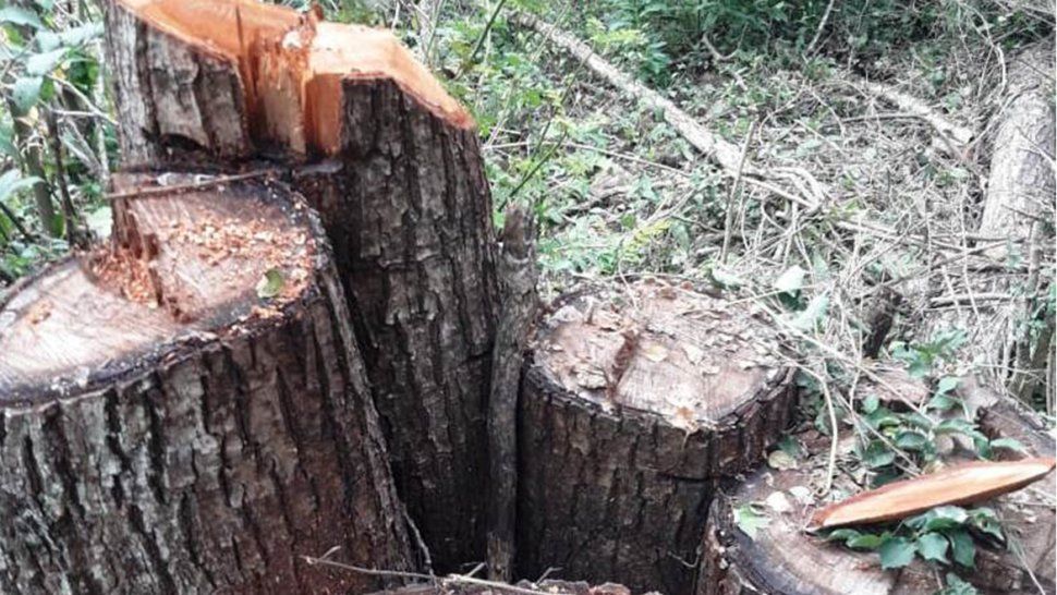deforestacion: la gran causa de desnutricion de wichies en salta, segun greenpeace