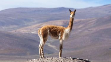 Condenaron a dos hombres por caza furtiva de vicuñas en la puna jujeña