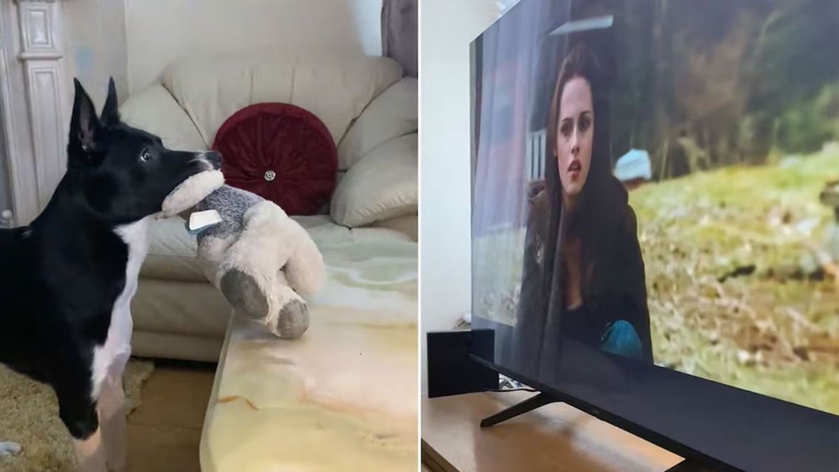 El video muestra un momento entrañable en el que Barney mira atento el televisor.