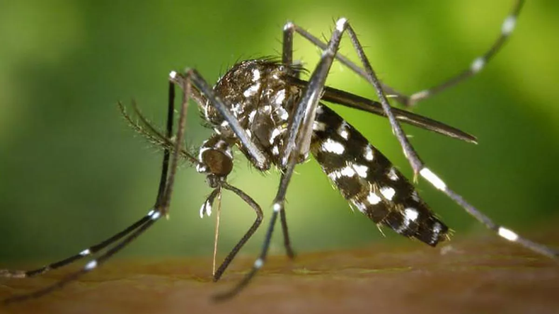 El Aedes Aegypti transmite dengue y chikungunya.