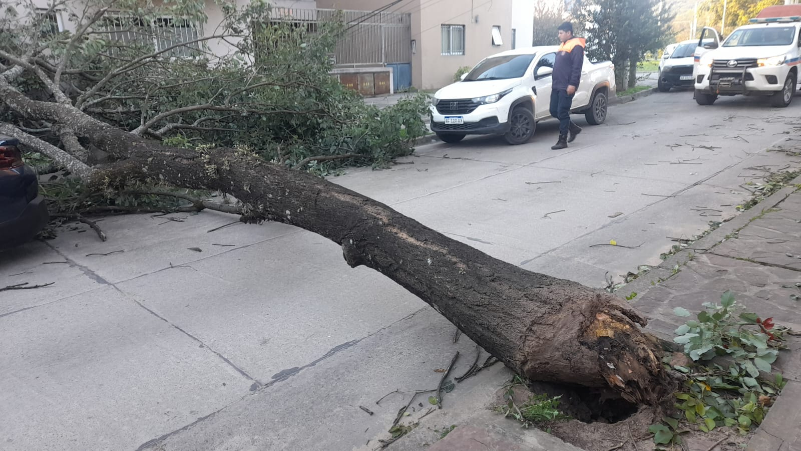 Temporal de viento en Jujuy: hubo árboles caídos y voladuras de chapas
