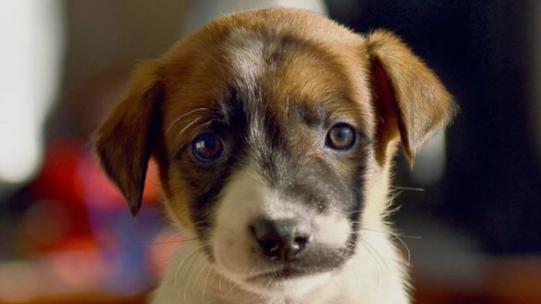Llega la 3era edición del Festival de Adopción de Mascotas a cargo de Rotaract Jujuy