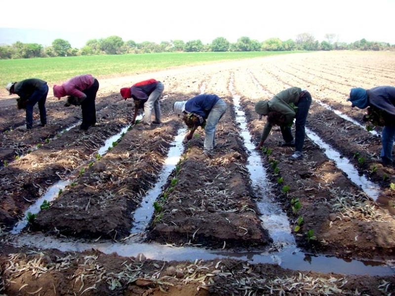 Finca El Pongo