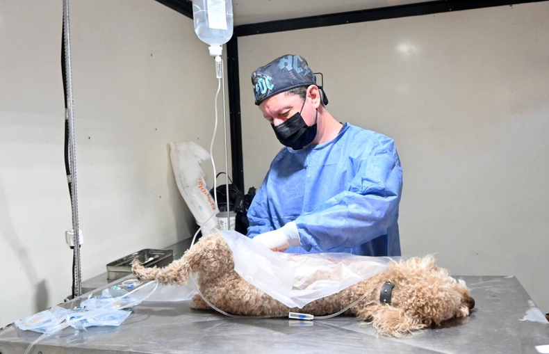 Campaña de castración de mascotas en San Salvador de Jujuy: así será el nuevo cronograma Campaña de castración de mascotas en San Salvador de Jujuy: así será el nuevo cronograma