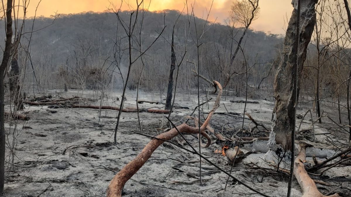 Incendios: recomendaciones para evitar el contacto con serpientes