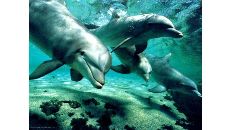 Delfines