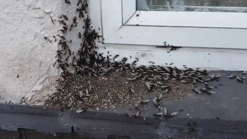 Invasión de hormigas voladoras.