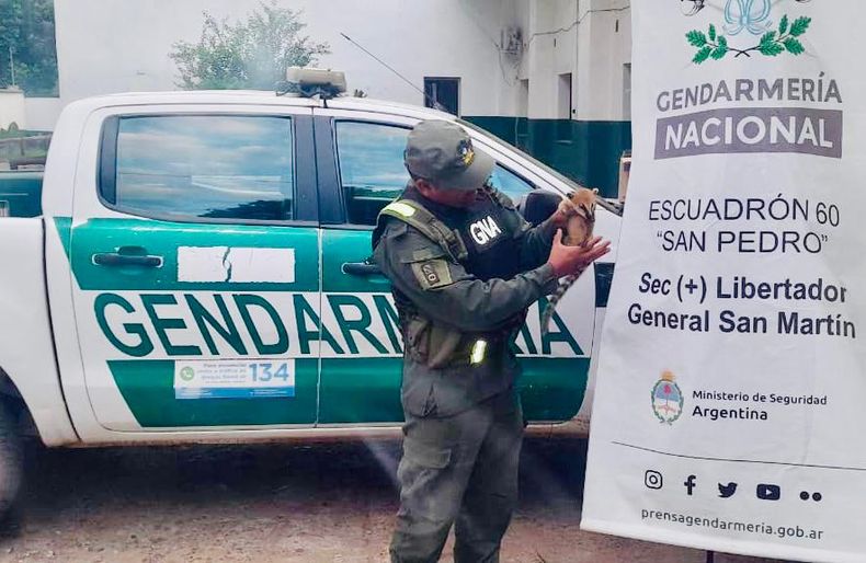 Animales rescatados.