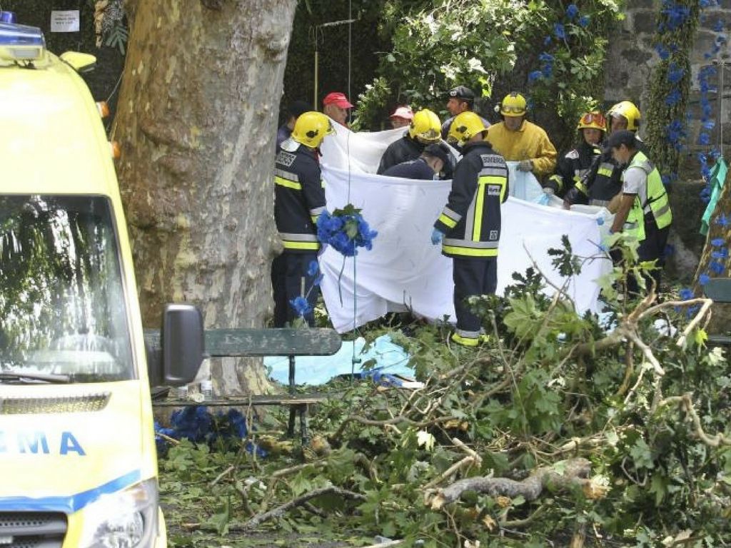 Caida del árbol en Madeira