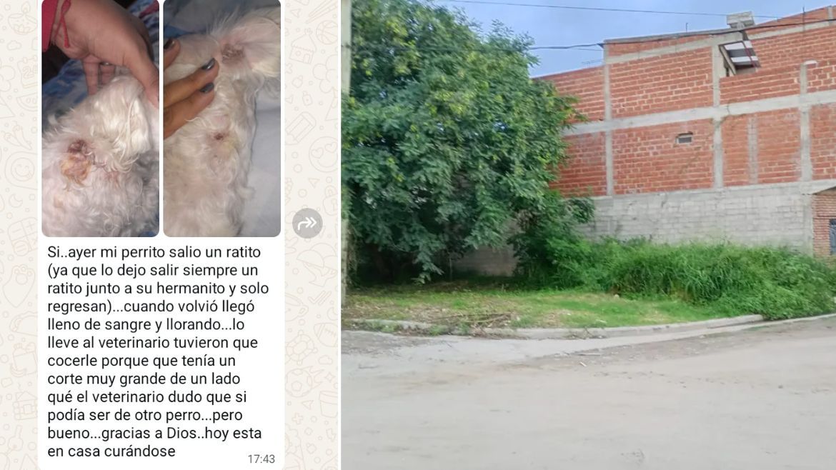 Otro caso de maltrato animal en el barrio El Arenal.