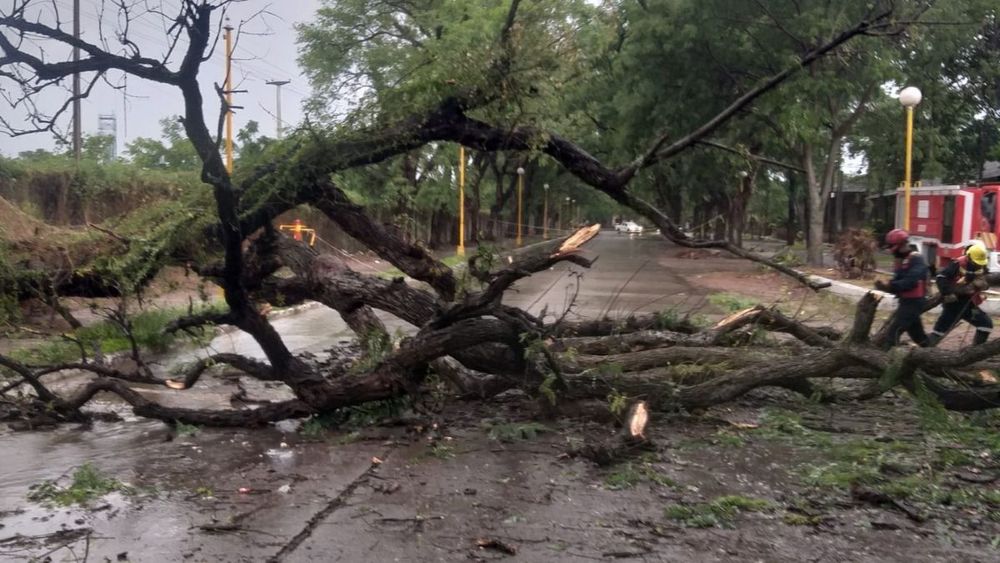 Libertador: por las fuertes lluvias se cayó un árbol&nbsp;
