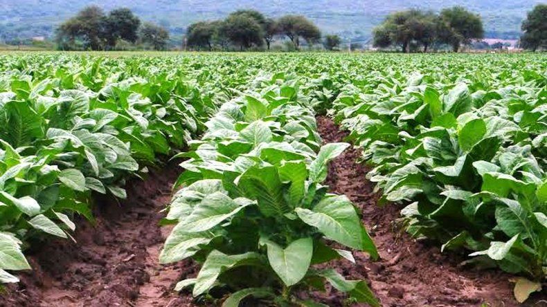Tabaco: fijaron pautas para ayudar a los pequeños productores