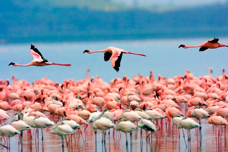 Laguna de Pozuelos