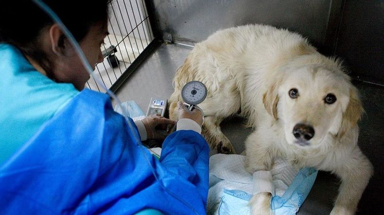 Faltan veterinarios en La Quiaca (Foto ilustrativa)&nbsp;