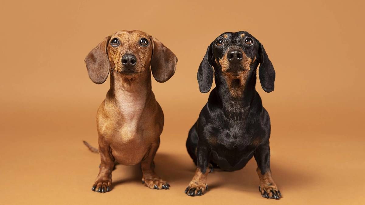 En Argentina, cada 1 de febrero se celebra el Día del Perro Salchicha