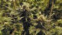 México apunta a aprobar el uso de la marihuana recreativa México apunta a aprobar el uso de la marihuana recreativa