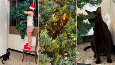 Quién es “La gata loca”, que está obsesionada con el árbol de Navidad, y se hizo viral en TikTok. &nbsp;