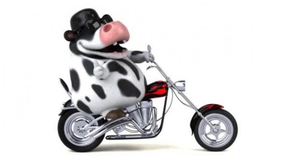 Video insólito, pero real: hombre pasea en moto con una vaca