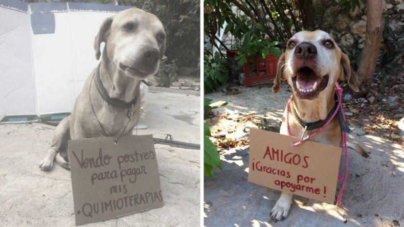 El perro con cáncer que vendía postres pudo pagar su quimioterapia