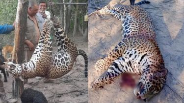 El yaguareté enfrenta un riesgo extremadamente alto de extinción en estado silvestre en un futuro inmediato.