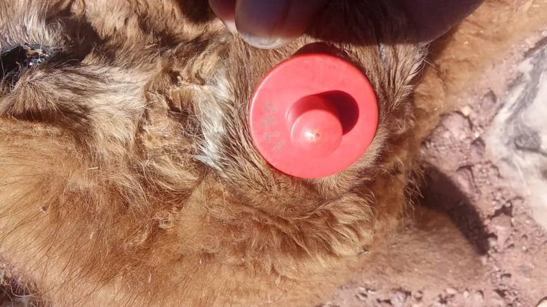 Investigan la muerte de 15 vicuñas en una reserva de Jujuy