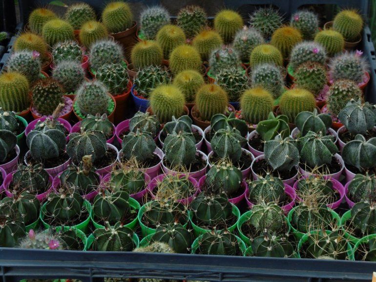 Vuelve el Paseo de las plantas para despedir el año