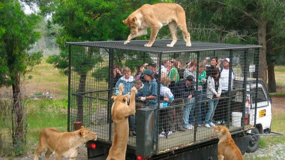 Zoo en China donde los visitantes están enjaulados
