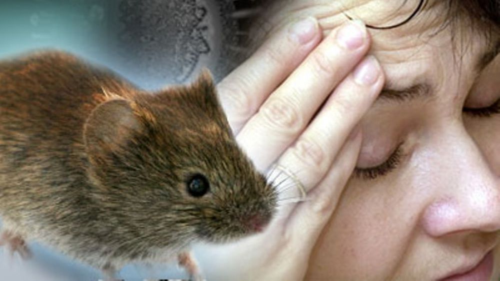 Hantavirus