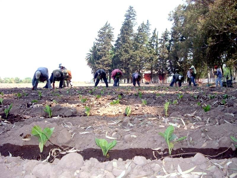 Finca El Pongo
