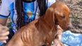 En Palpaláencontraron a un perro quemado y con las orejas perforadas