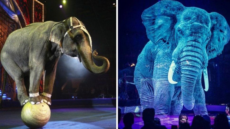 un circo creo majestuosos hologramas para poder admirarlos sin maltratarlos