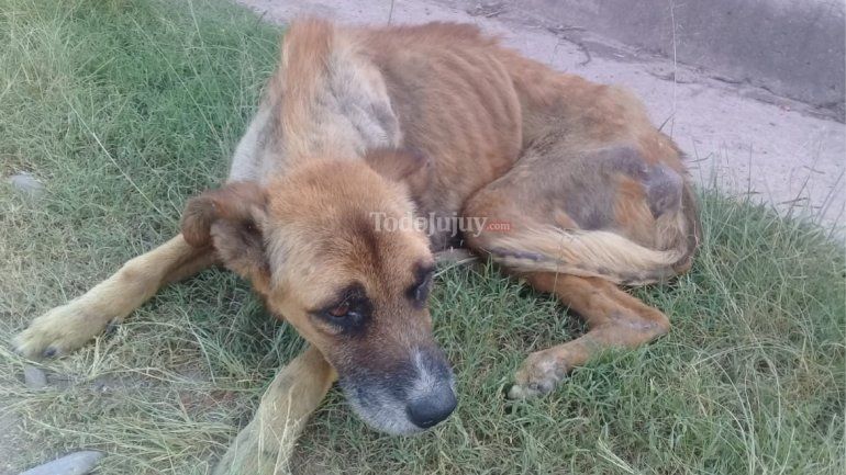 Beto, perrito abandonado