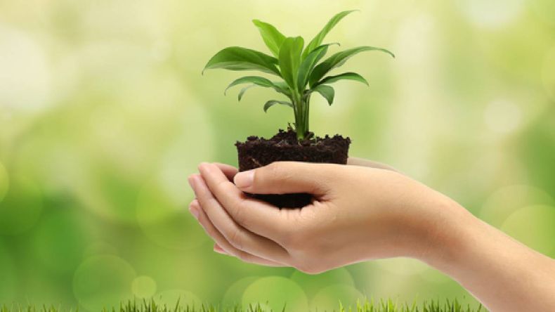 Las plantas y el bienestar