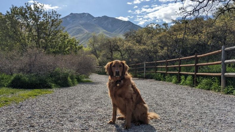 Ni jaulas ni cadenas: el auge de la tenencia responsable de mascotas