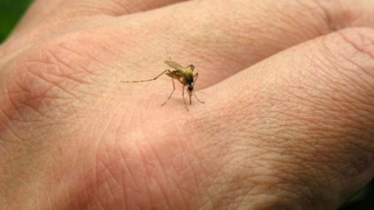 Dengue en Jujuy