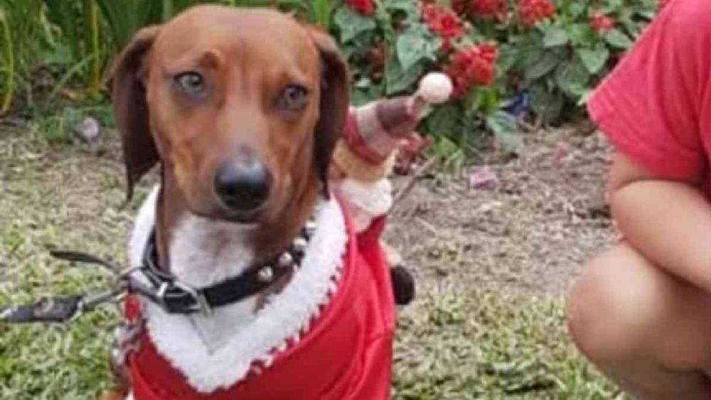 Este domingose hace la nueva edición de Navidad Perruna (Foto ilustrativa) Este domingose hace la nueva edición de Navidad Perruna (Foto ilustrativa)