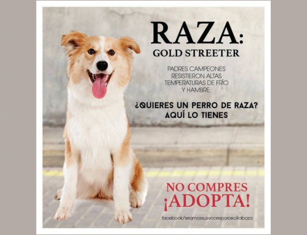 Los Streeter