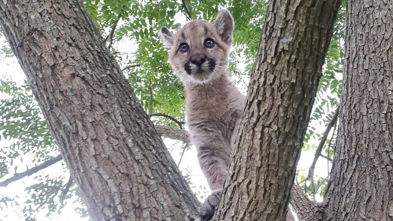 Cría de puma en Abra Pampa.