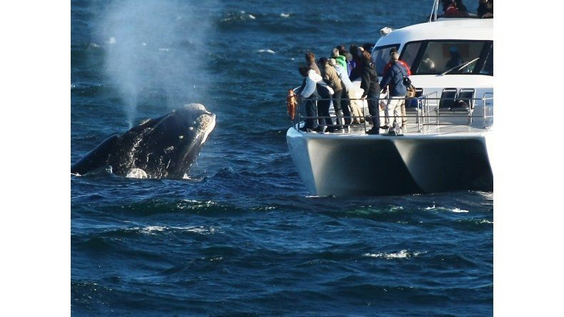Avistaje de ballenas