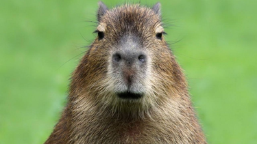 Carpincho o capibara.