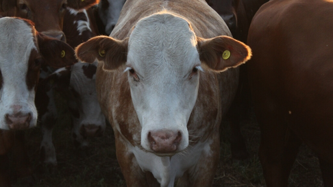 Todo Jujuy | Vacas
