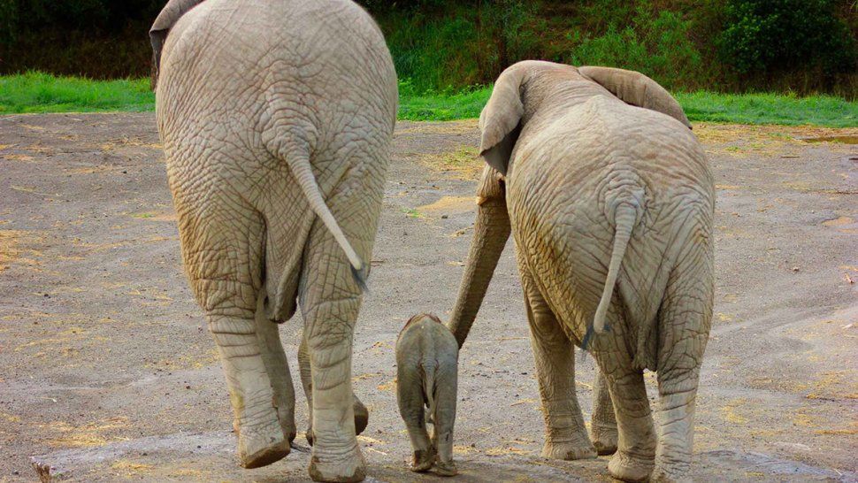 El nacimiento de un elefante que se volvió viral por la reacción de la manada